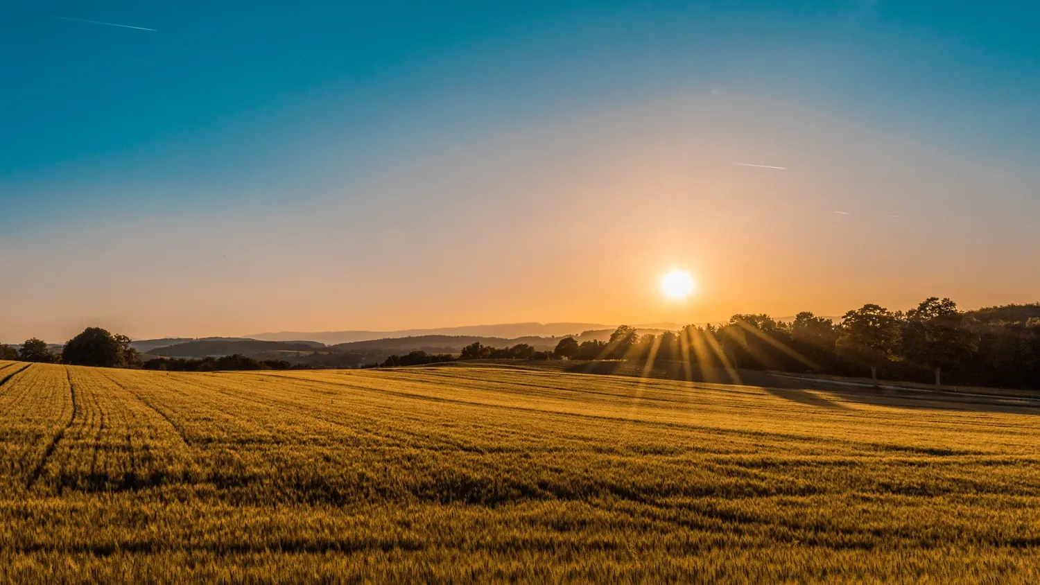 I vigneti della Società Agricola Faccio al tramonto